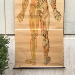 Anatomical Chart from the German Hygiene Museum, Dresden, Germany, 1950s