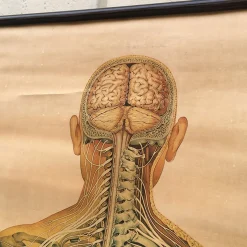 Anatomical Chart from the German Hygiene Museum, Dresden, Germany, 1950s