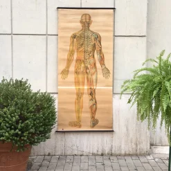 Anatomical Chart from the German Hygiene Museum, Dresden, Germany, 1950s