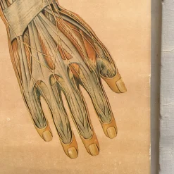 Anatomical Chart from the German Hygiene Museum, Dresden, Germany, 1950s