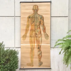 Anatomical Chart from the German Hygiene Museum, Dresden, Germany, 1950s