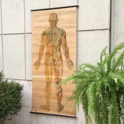 Anatomical Chart from the German Hygiene Museum, Dresden, Germany, 1950s