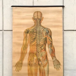 Anatomical Chart from the German Hygiene Museum, Dresden, Germany, 1950s