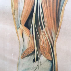 Anatomical Chart from the German Hygiene Museum, Dresden, Germany, 1950s