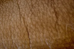 DS47 3-Sitzer aus Rindsleder von de Sede