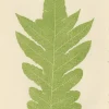 Edward J. Lowe, Ferns, 1856, Lithographien, 10er Set