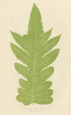 Edward J. Lowe, Ferns, 1856, Lithographien, 10er Set