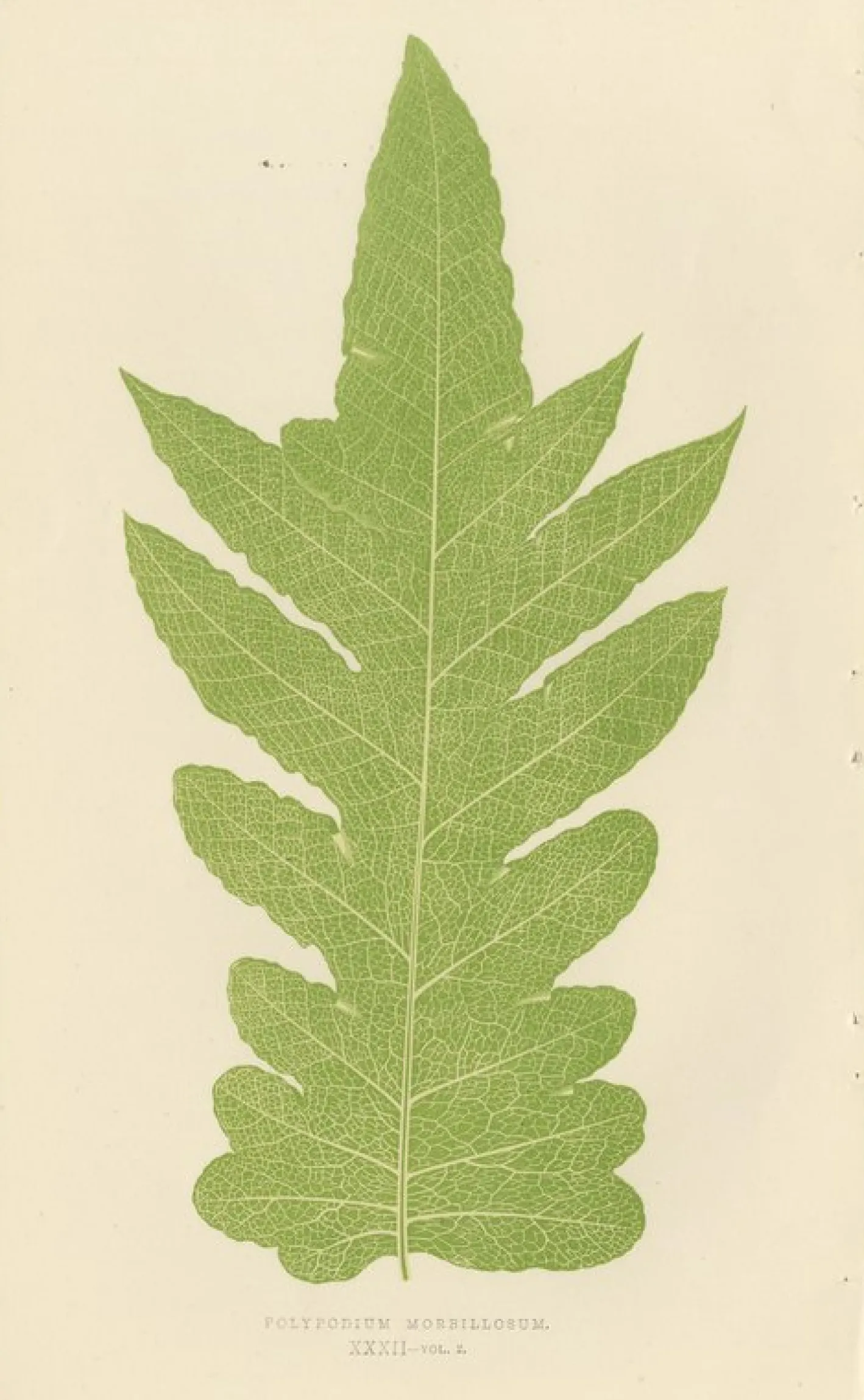 Edward J. Lowe, Ferns, 1856, Lithographien, 10er Set