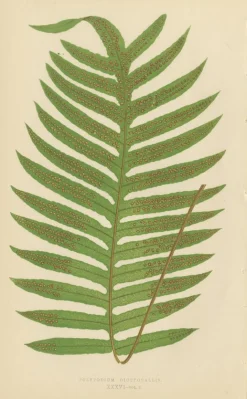 Edward J. Lowe, Ferns, 1856, Lithographien, 10er Set