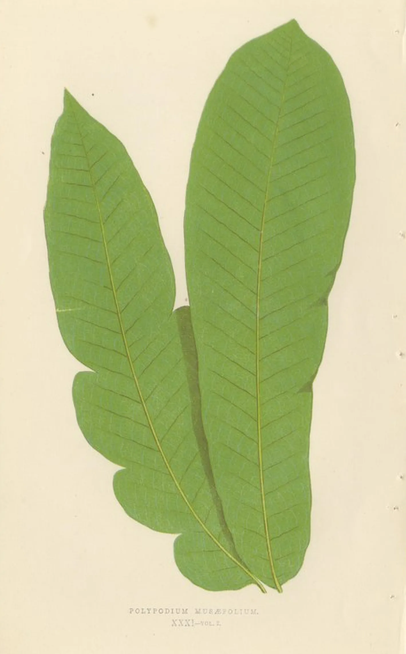 Edward J. Lowe, Ferns, 1856, Lithographien, 10er Set