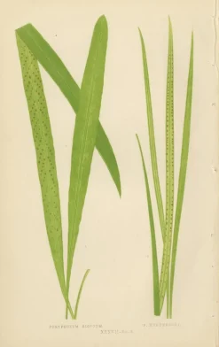 Edward J. Lowe, Ferns, 1856, Lithographien, 10er Set