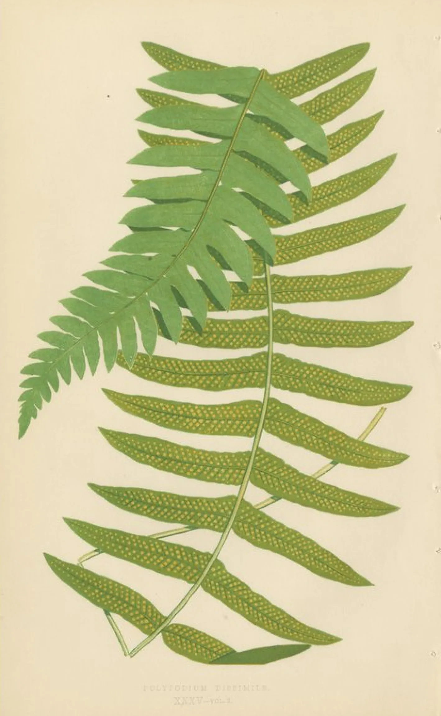 Edward J. Lowe, Ferns, 1856, Lithographien, 10er Set