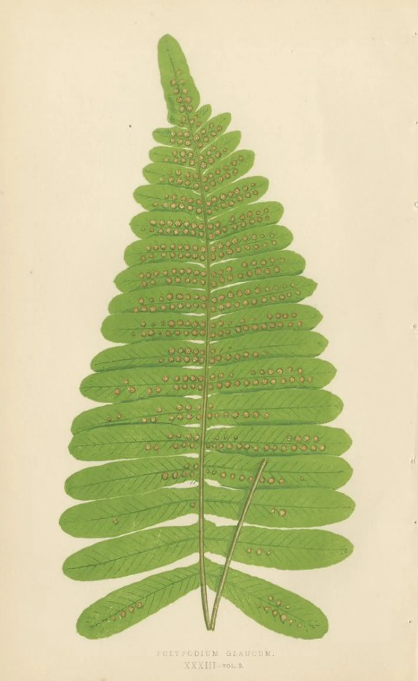 Edward J. Lowe, Ferns, 1856, Lithographien, 10er Set