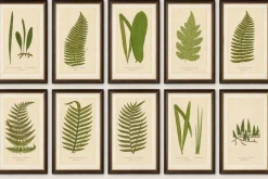 Edward J. Lowe, Ferns, 1856, Lithographien, 10er Set