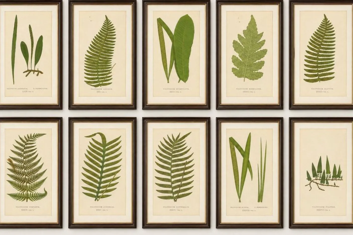 Edward J. Lowe, Ferns, 1856, Lithographien, 10er Set