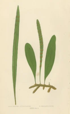 Edward J. Lowe, Ferns, 1856, Lithographien, 10er Set
