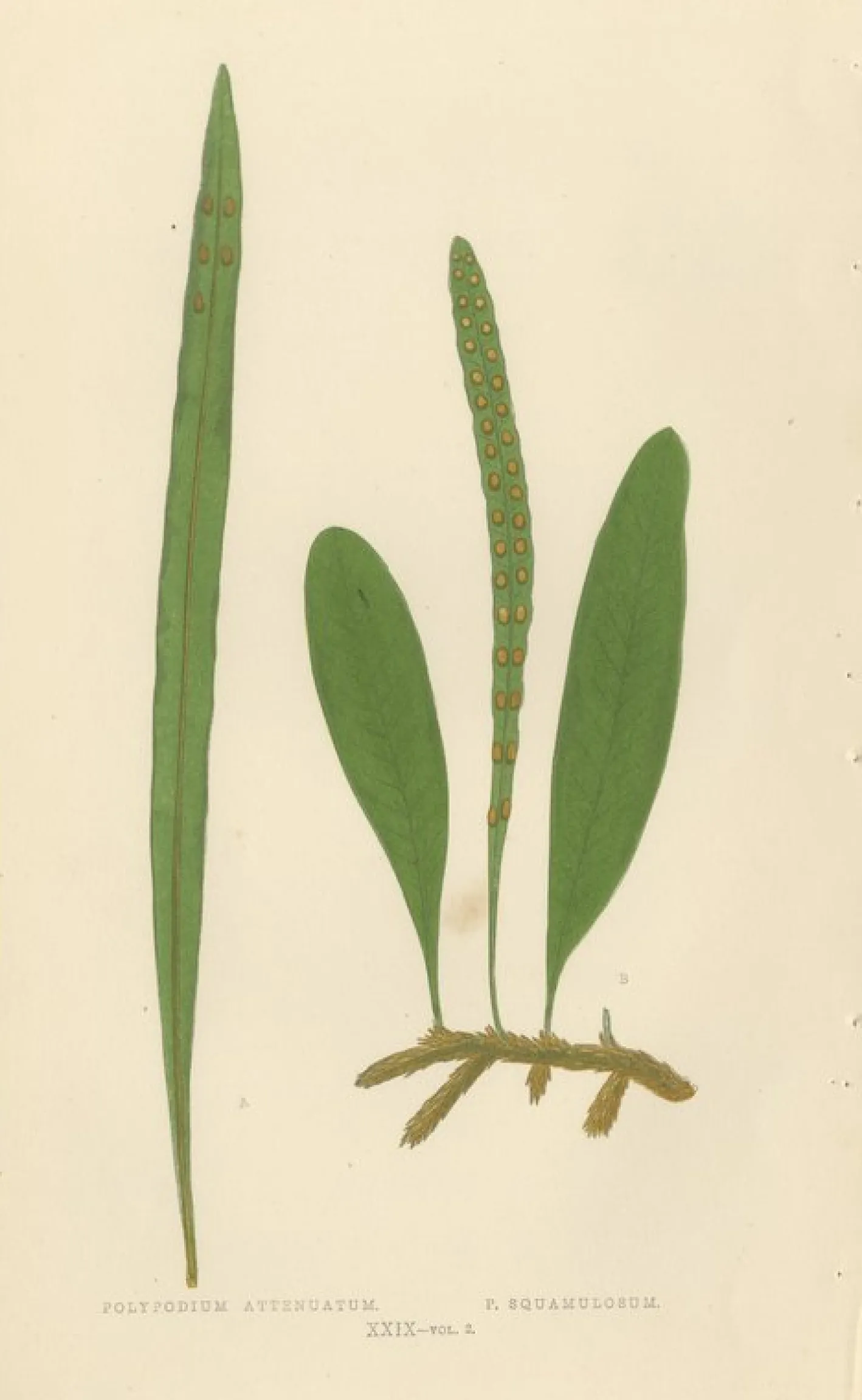 Edward J. Lowe, Ferns, 1856, Lithographien, 10er Set