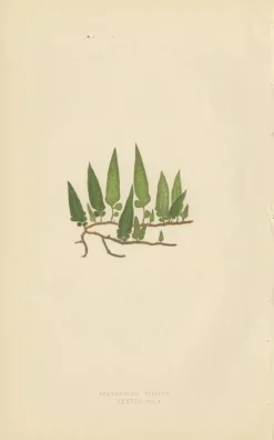 Edward J. Lowe, Ferns, 1856, Lithographien, 10er Set
