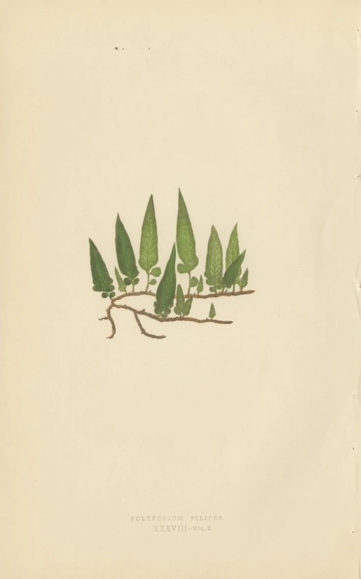 Edward J. Lowe, Ferns, 1856, Lithographien, 10er Set
