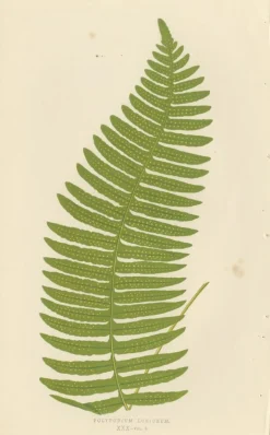 Edward J. Lowe, Ferns, 1856, Lithographien, 10er Set