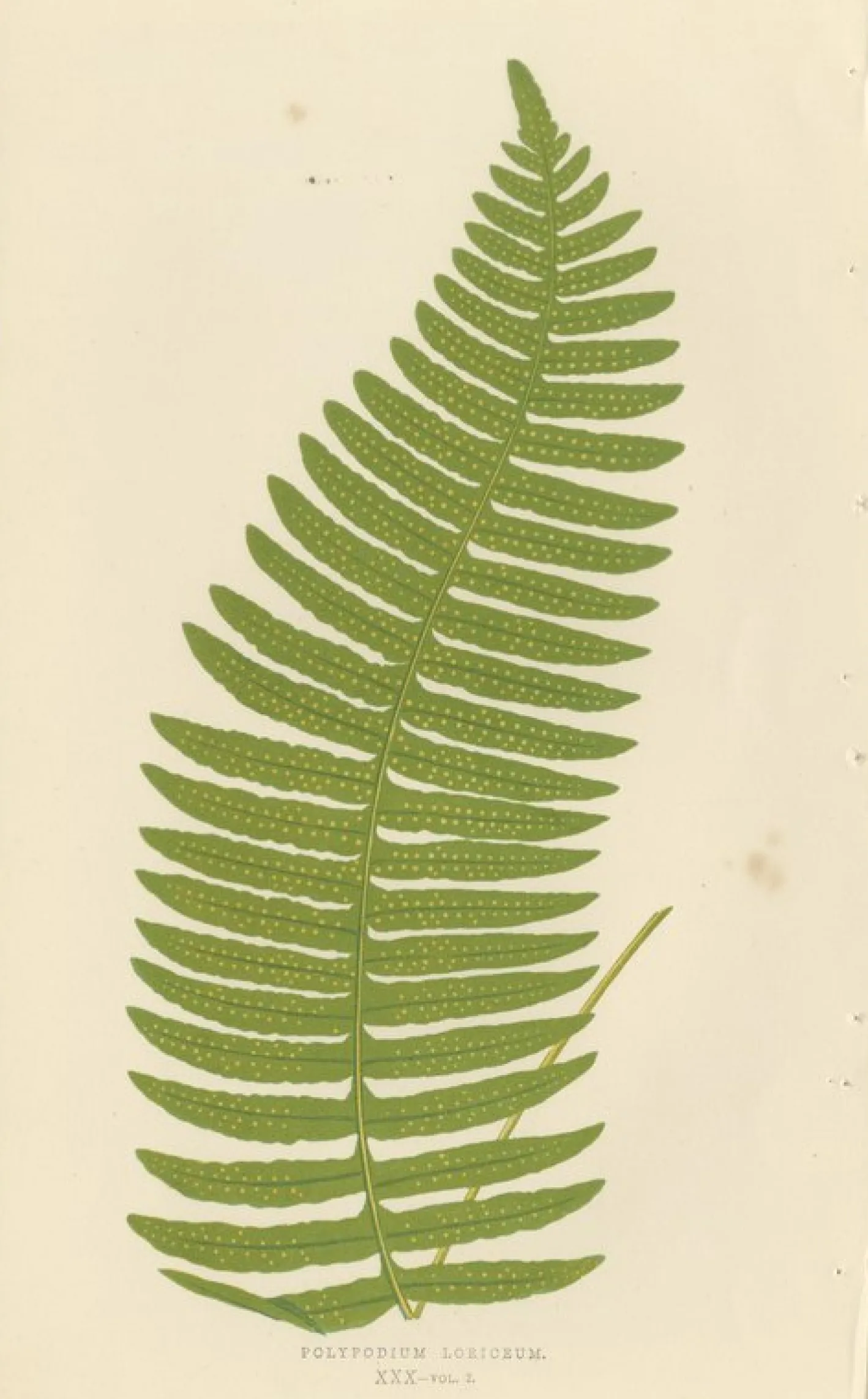 Edward J. Lowe, Ferns, 1856, Lithographien, 10er Set