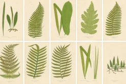 Edward J. Lowe, Ferns, 1856, Lithographien, 10er Set