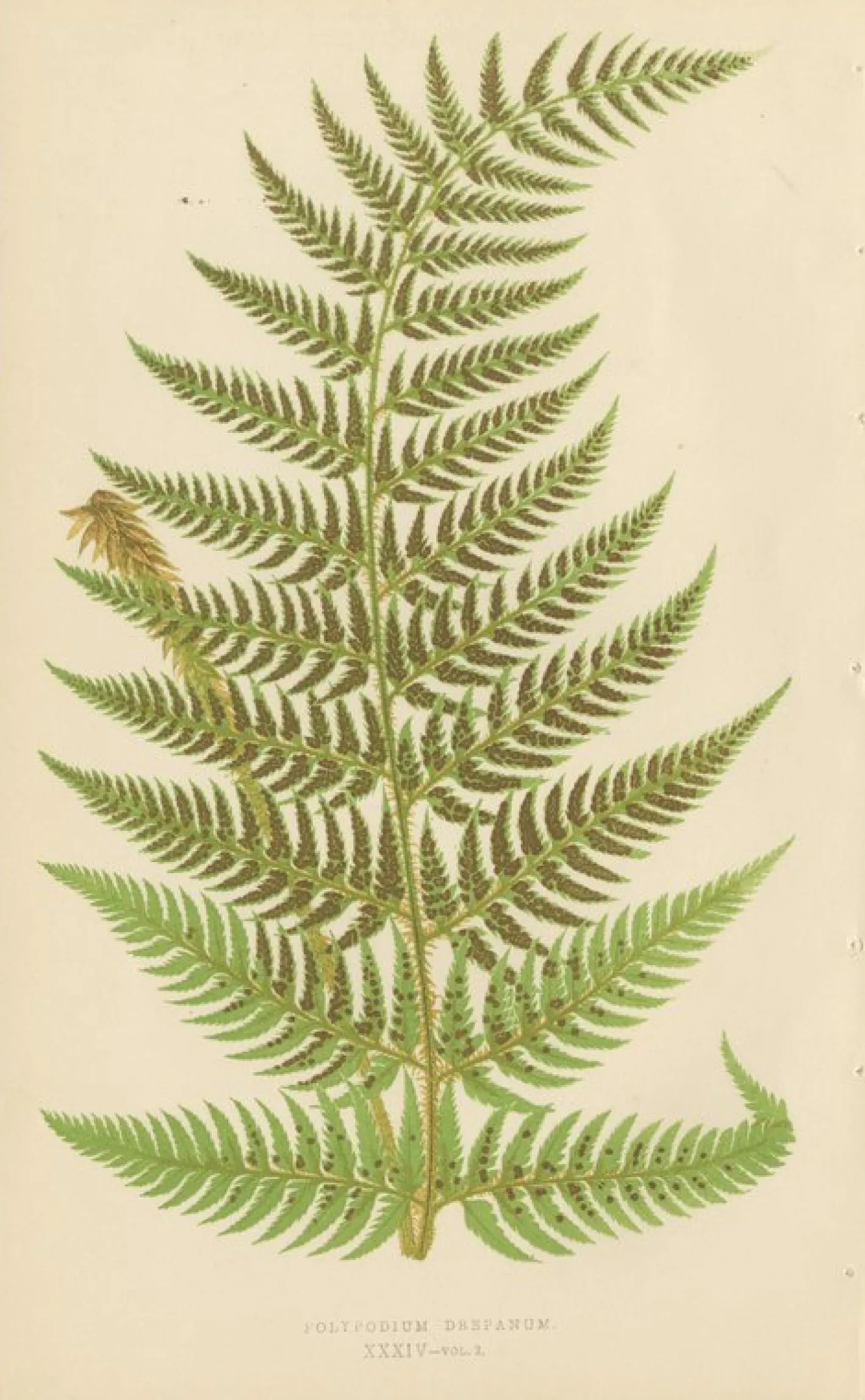 Edward J. Lowe, Ferns, 1856, Lithographien, 10er Set