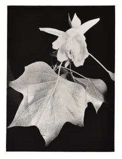 LE Berka, Untitled - Close-Up of a Plant, 1932, Signierter Silbergelatineabzug