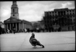Untitled #16, Pigeon Trafalgar Square From Eternal London, Giacomo Brunelli 2013