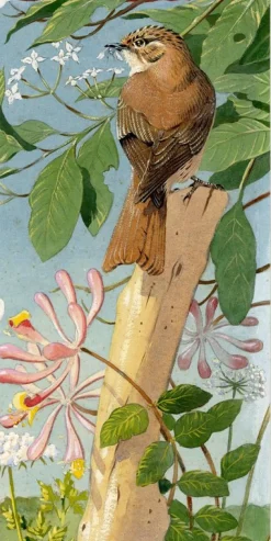 William Neave Parker, Baumläufer Vogel mit Geißblatt, 1950er, Gouache