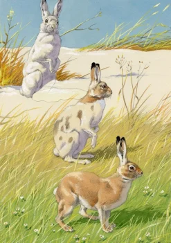 William Neave Parker, Schneeschuh Hase Illustration, Mitte 20. Jh., Gouache